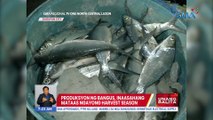 Produksyon ng bangus, inaasahang mataas ngayong harvest season | UB