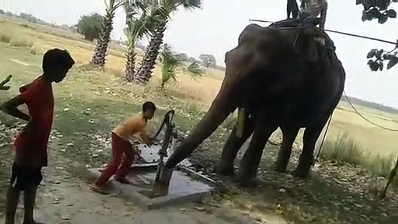 Elephant Drinking Water by hand Pump