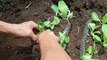 Recycle Plastic Bottles To Grow Organic Vegetables At Home