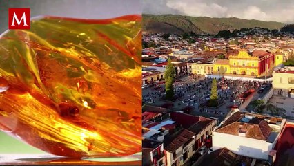 ¡Hermoso! Descubren nuevas especies de arañas fósiles en piezas de ámbar en Chiapas