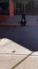 Dog Sits Like A Man