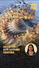 ¿Una criatura de otro planeta? Este extraño animal fue encontrado en una playa de Edimburgo