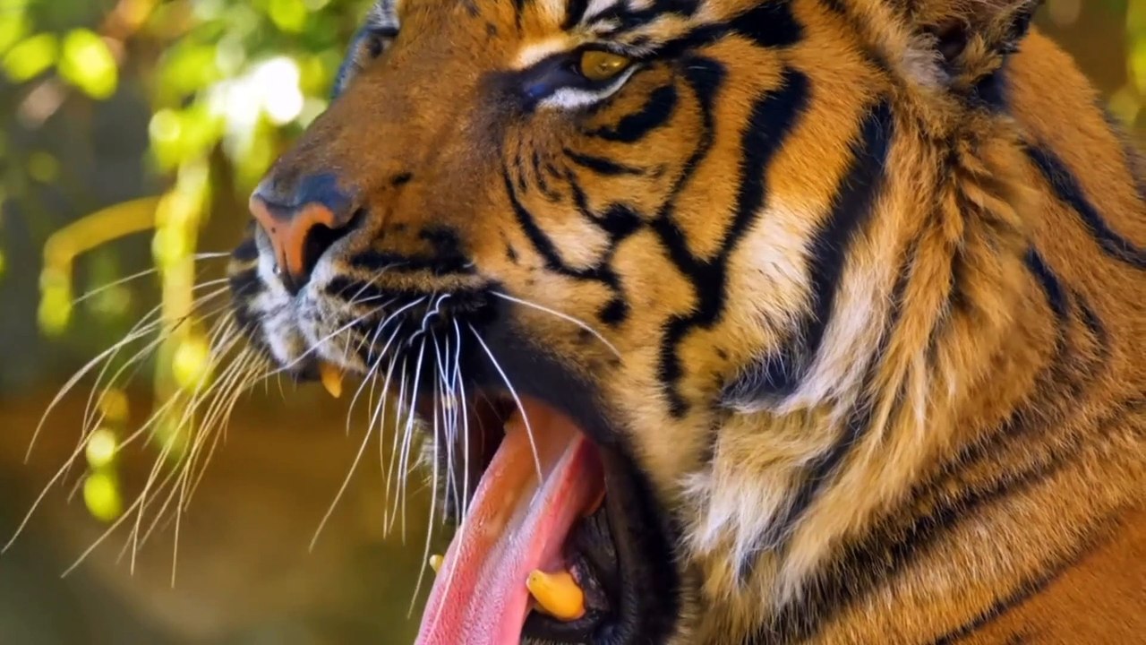 Tiger | dikdik jakaria