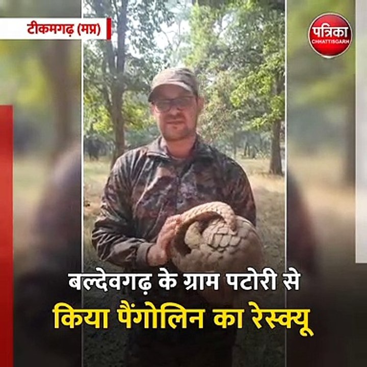 टीकमगढ़ (मप्र): वन विभाग ने किया पैंगोलिन का रेस्क्यू