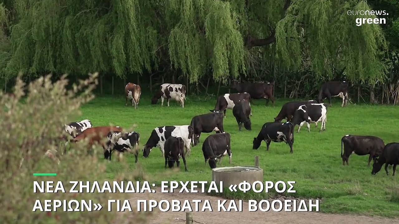 Νέα Ζηλανδία: «Φόρος αερίων» σε πρόβατα και βοο...