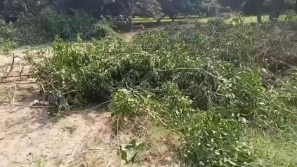 बुलंदशहर: वन माफिया ने तहस -नहस की हरियाली, हरे पेड़ों पर चला &#039;कुल्हाड़ा&#039;