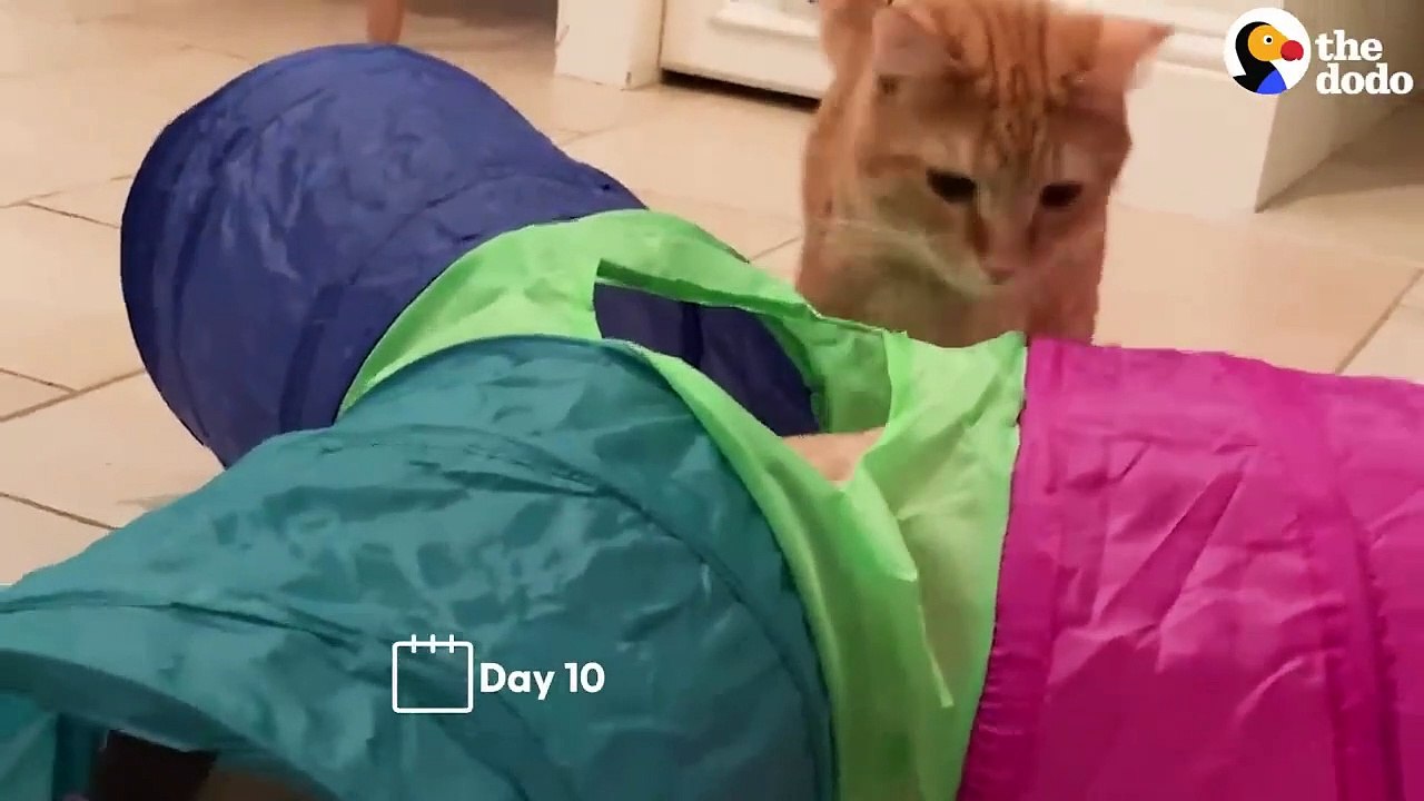 Cat Hates His New Kitten Brother Until...❤ _ The Dodo