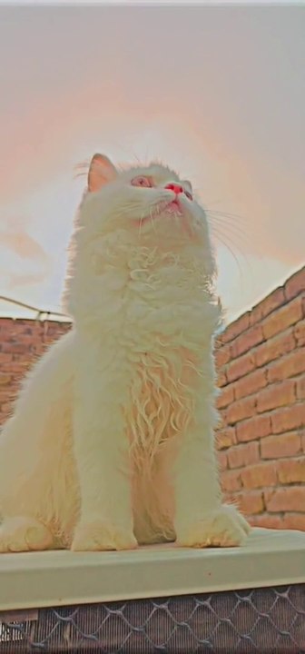 Cute cat