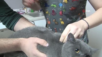 Evcil hayvanlara mikroçip uygulamasında zaman daralıyor