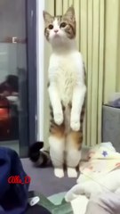 Funny cats video❤️#cats #shorts #cat #funny #shortsvideo #кошки #catvideos #jokes @Natalie Rose