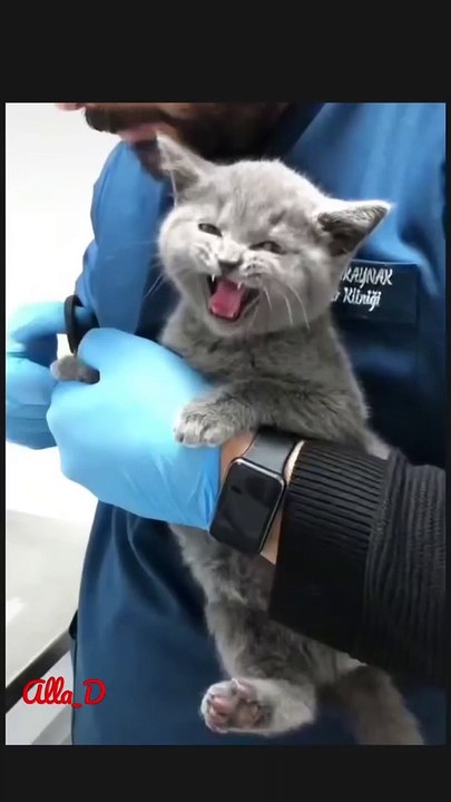 And laughter and sin, funny cats #cats  #catlovers   #funnycat #funny  @Relaxing Beat