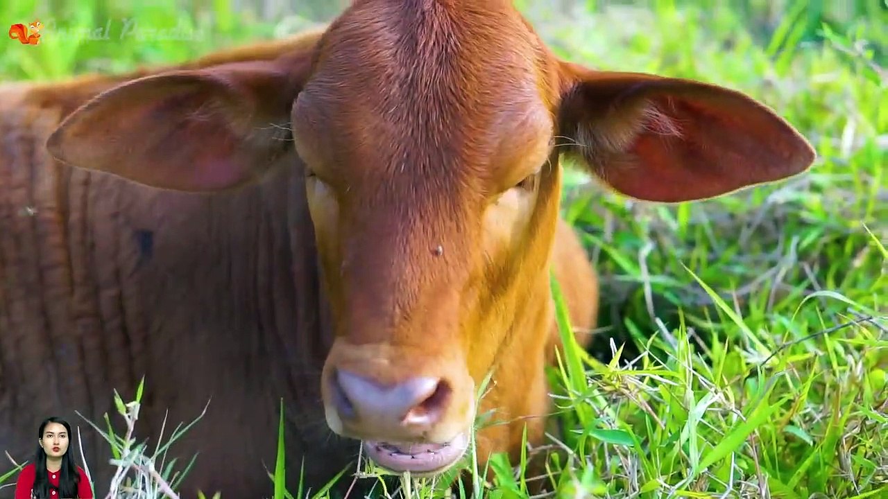 Learn Family Animals Cat  Horse Cow Chicken Duck - Farm Animal Sounds -by | Daily Mixer