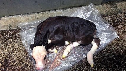 Kesime giden annelerinin karnından can çekişerek çıkarılıyorlar