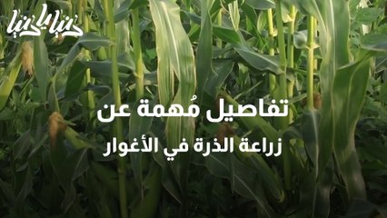 زراعة الذرة في الأغوار