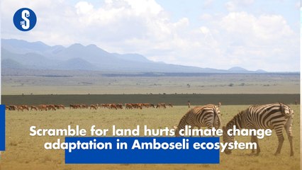 Scramble for land hurts climate change adaptation in Amboseli ecosystem