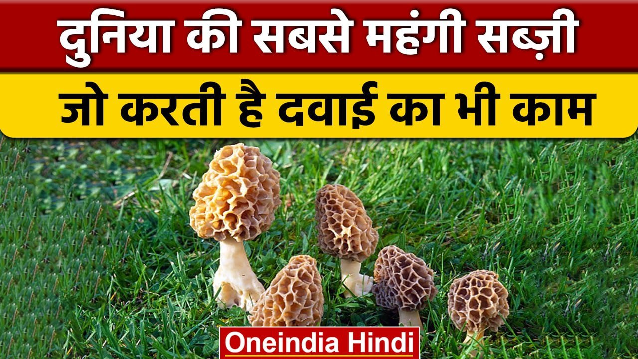 Guchhi Mushroom: दुनिया की सबसे महंगी सब्ज़ी, जो करती है दवाई का भी काम, जानें कीमत | वनइंडिया हिंदी