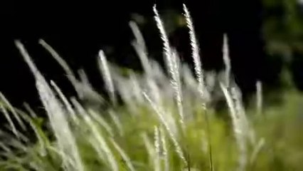 Pemandangan Alam Yang Menarik Hati