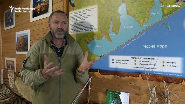 В Чёрном море могли погибнуть до трети дельфинов