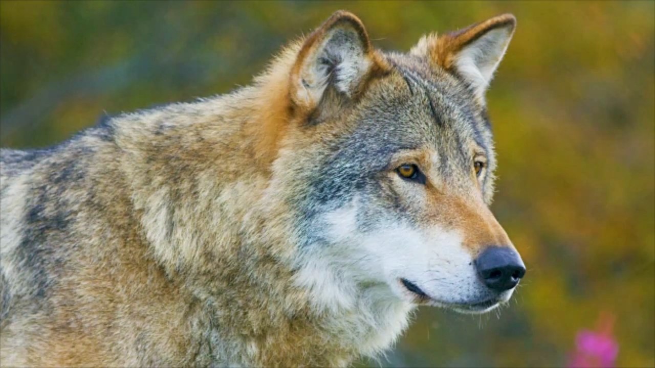 Wolf tötete von der Leyens Pony