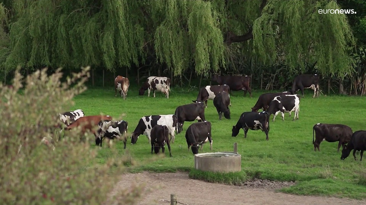 Treibt 'Furzsteuer´' Neuseelands Landwirtschaft in den Ruin?