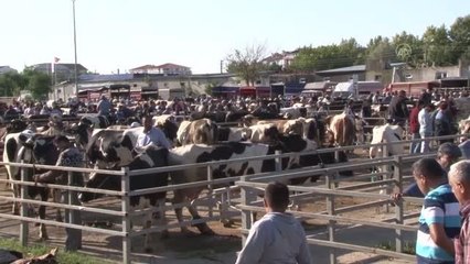 Trakya'nın en büyük hayvan pazarı modern hale getirilecek
