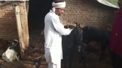 13 बच्चों का बाप यह बकरा देता है दूध, क़ीमत उड़ा देगी होश