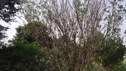 मनासा: किसान पर प्रकृति की मार, संतरे के बगीचे में सूखे पेड़, अन्नदाता कैसे अदा करे लोन...