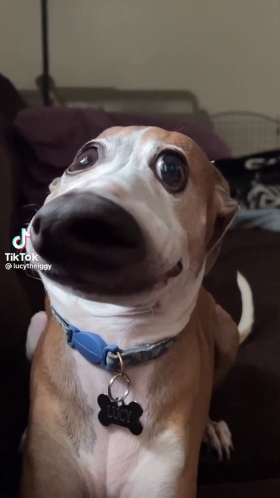 The Goofiest Pet Ever|  Funny Pet Compilation Part 2