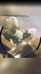 Restorandan Köpek Hırsızlığı #shorts #köpek #hırsız #antalya