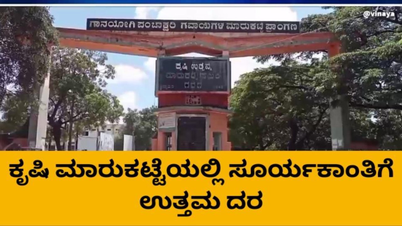 ಗದಗ : ಸೂರ್ಯಕಾಂತಿ ಬೆಳೆ ಭರ್ಜರಿ ವಹಿವಾಟು