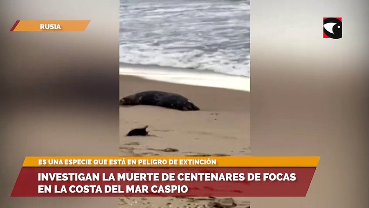 Investigan la muerte de centenares de focas en la costa del mar Caspio