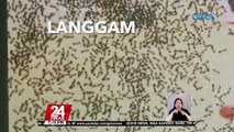 #KuyaKimAnoNa?: Sandamakmak na langgam, natagpuan sa loob ng TV | 24 Oras