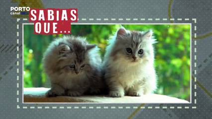 Sabias que não existem dois gatos com o nariz igual?