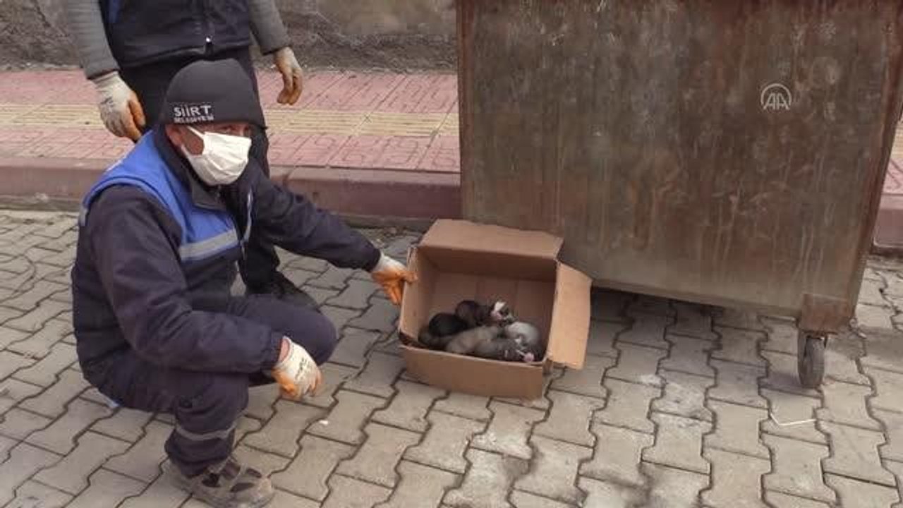 Çöp konteynerine atılan köpek yavrularını temizlik personeli kurtardı