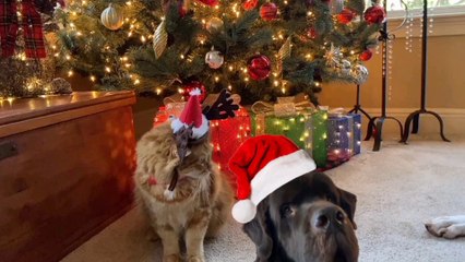 Days Christmast the doks