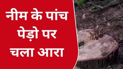 हरदोई: लकड़ी माफियाओं पर नहीं कसी लगाम, नीम के पांच हरे पेड़ों पर चला कुल्हाड़ा
