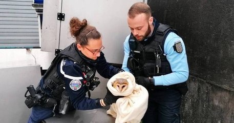 Finistère : une chouette effraie piégée sous un amas de matériaux a été secourue par la gendarmerie