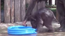 Baby elephant playing bath tub, Baby Elephant Plays in Pool