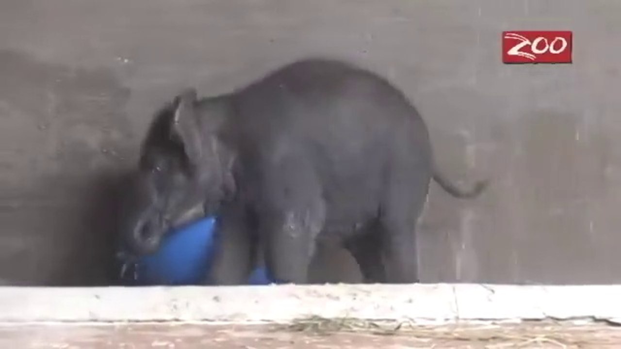 Elephant Playing to ball