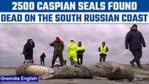South Russia: 2500 Caspian seals found dead in mysterious circumstances| Oneindia News *News