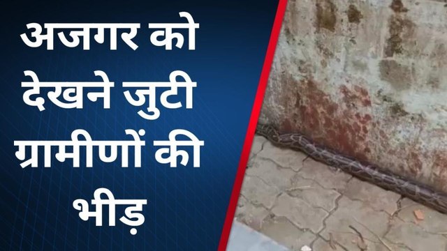 पश्चिमी चम्पारण: रिहायशी इलाके में निकला अजगर, रेस्क्यू टीम को दी गयी सुचना