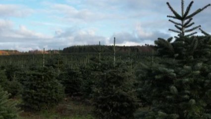 Carissimo albero di Natale... produrlo ora costa il 20% in più