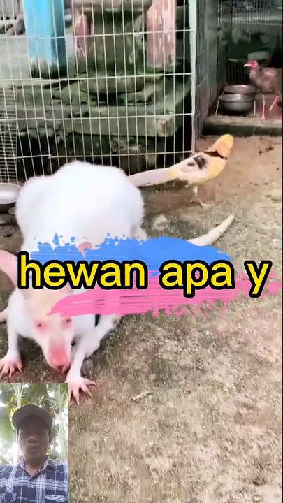 Hewan apa?