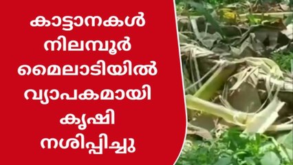 കാട്ടാനകളുടെ വിളയാട്ടം; നിലമ്പൂർ മൈലാടിയിൽ വ്യാപക കൃഷിനാശം