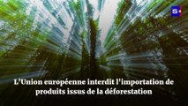 L'Union européenne interdit l'importation de produits issus de la déforestation