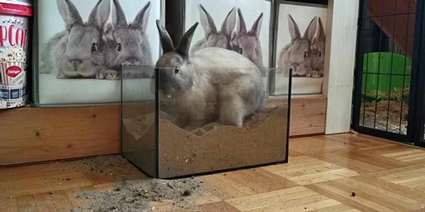 Rabbits - Playing rabbits. Rabbits digging in the sand