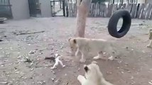 Brave small puppies VS 3 lions