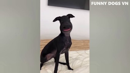 Funniest Animals Video - Funny Dogs And Cats - Try Not To Laugh Animals 2022