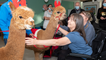 Residents at Sue Ryder treated to visit from Alpacas