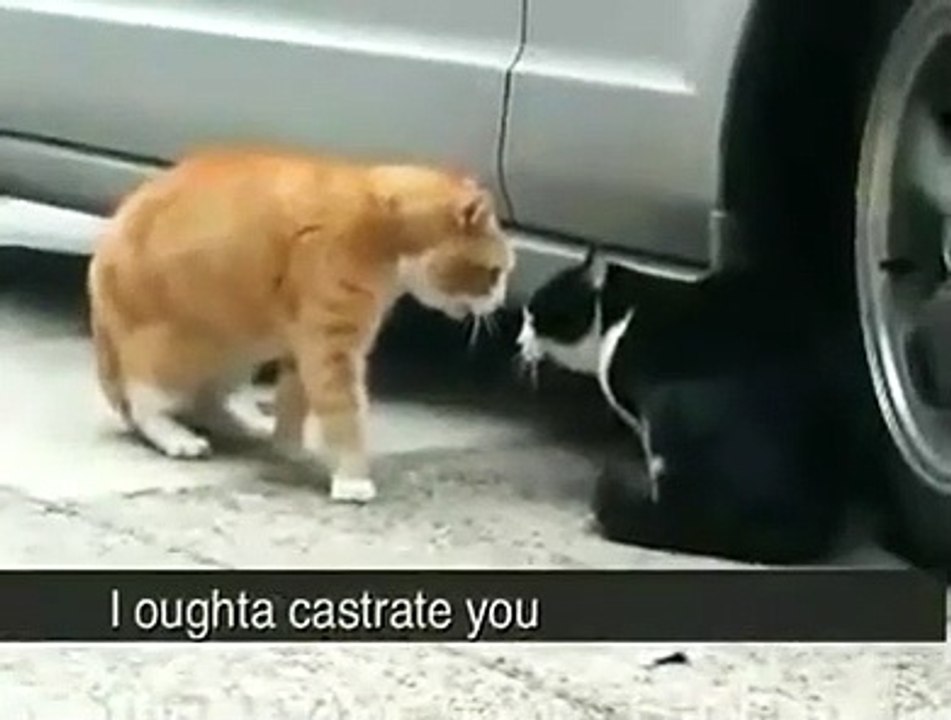 Marriage problem talk (Cat)